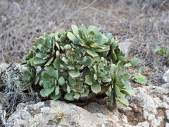 Aeonium lancerottense
