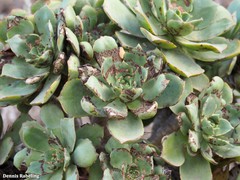Aeonium lancerottense