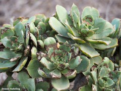 Aeonium lancerottense
