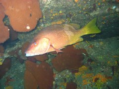 Lutjanus argentiventris