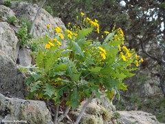 Sonchus pinnatifidus