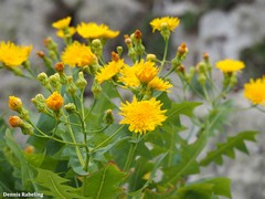 Sonchus pinnatifidus