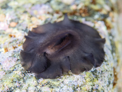Scutus