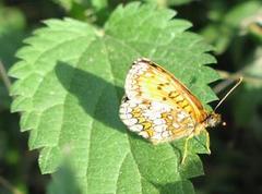 Melitaea athalia