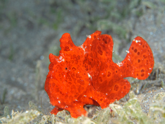 Painted Frogfish photo 3