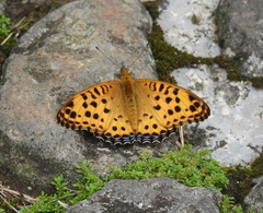Argynnis hyperbius