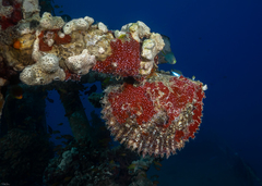 Pinctada margaritifera