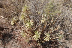 Euphorbia dendroides
