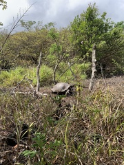Chelonoidis niger chathamensis
