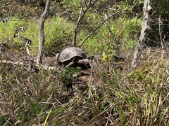 Chelonoidis niger chathamensis