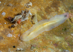 Leptoplana tremellaris