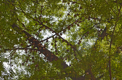 Epomophorus gambianus