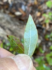 Vaccinium stamineum image