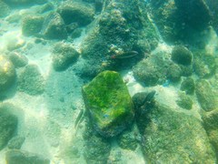 Halichoeres chierchiae