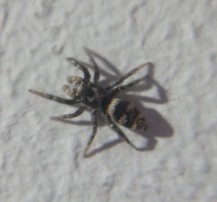 Salticus scenicus