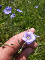 Linum austriacum