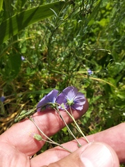Linum austriacum