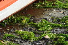 Cinclodes patagonicus