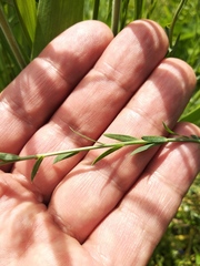 Linum austriacum