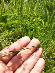 Linum austriacum