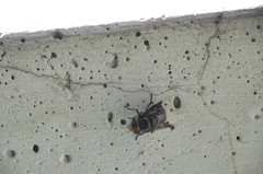 Copestylum spinigerum