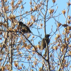Sturnus vulgaris