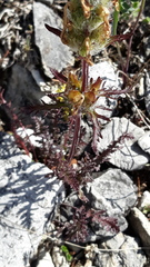 Pedicularis amoena