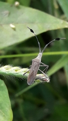 Chariesterus armatus