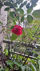 Rosa chinensis