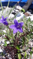 Campanula dasyantha