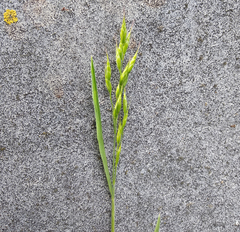 Bromus hordeaceus