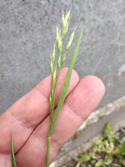 Bromus hordeaceus