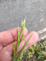 Bromus hordeaceus