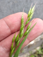 Bromus hordeaceus
