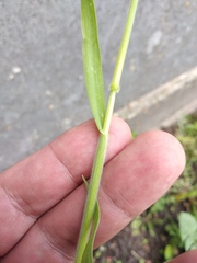 Bromus hordeaceus