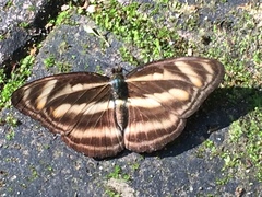 Athyma nefte subrata