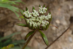 Daucus insularis