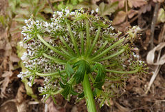 Daucus insularis