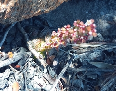 Crassula montana