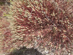 Euphorbia foliosa