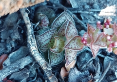 Crassula montana
