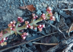 Crassula montana