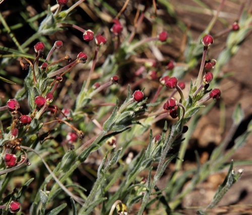 Schmitzia observed 2022-02-11