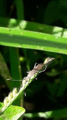 Chariesterus armatus