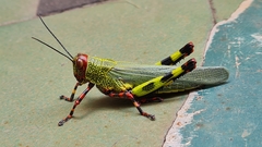 Zoniopoda tarsata
