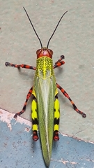 Zoniopoda tarsata