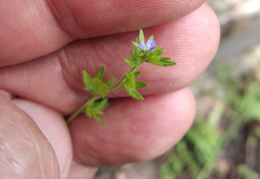 Veronica arvensis