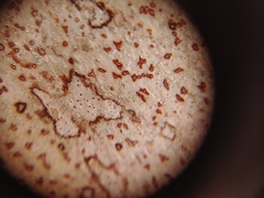 Arthonia rubrocincta