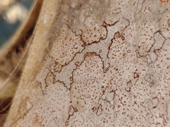 Arthonia rubrocincta