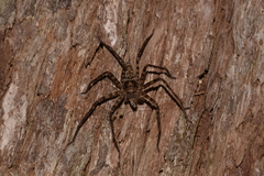 Heteropoda binnaburra
